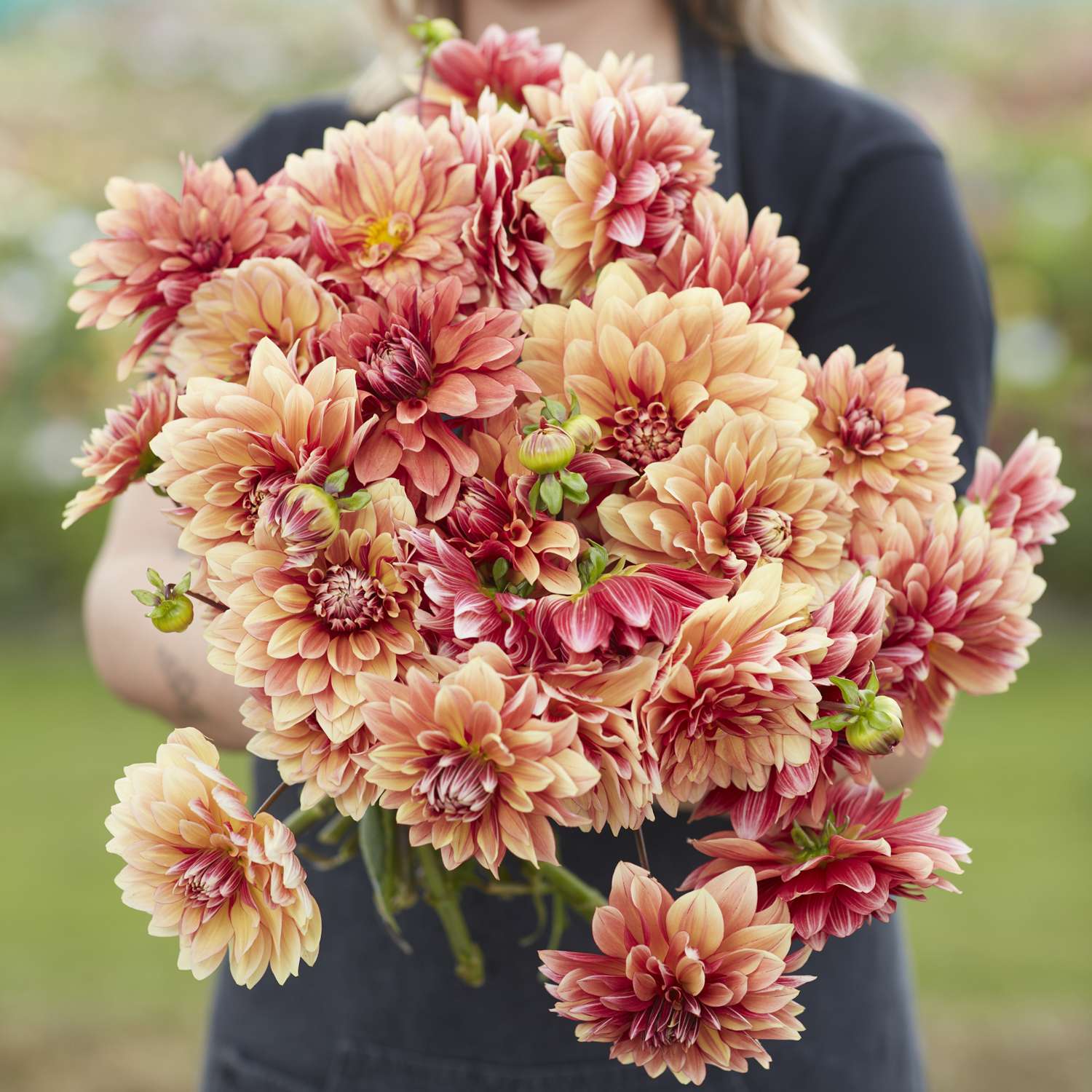 Dahlia 'Miss Brandy'